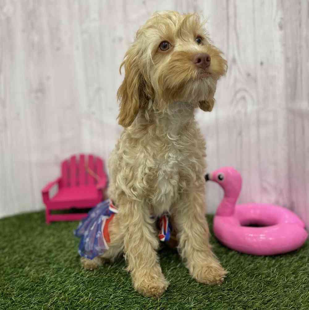 Female Cockapoo Puppy for Sale in Braintree, MA