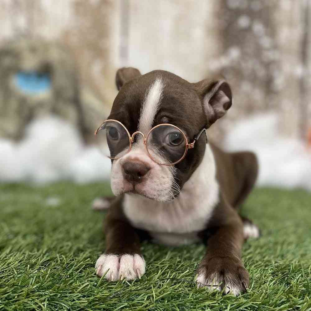 Female Boston Terrier Puppy for Sale in Braintree, MA