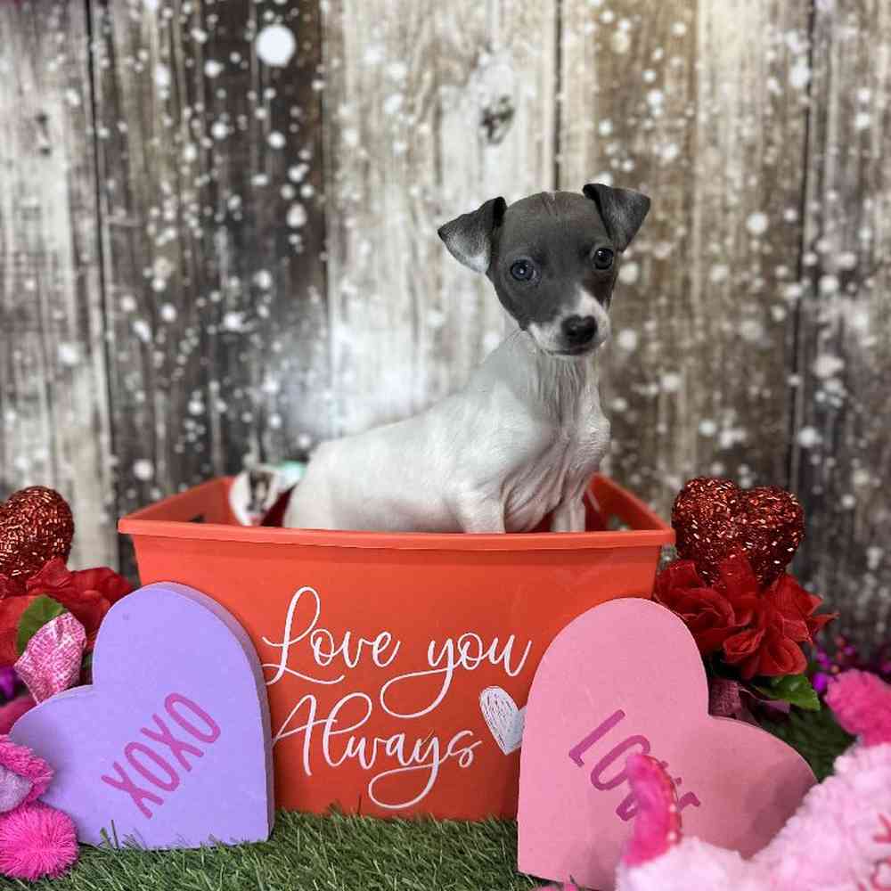 Female Italian Greyhound Puppy for Sale in Saugus, MA