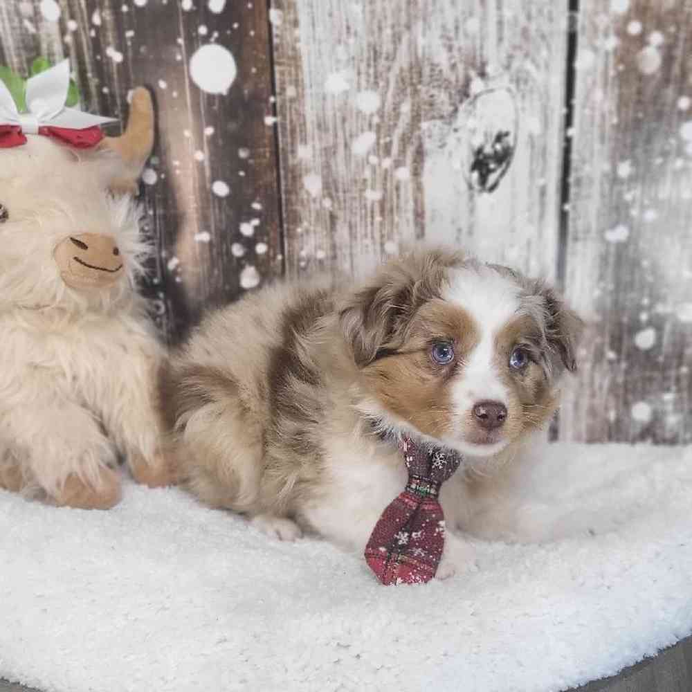 Male Australian Shepherd Puppy for Sale in Saugus, MA