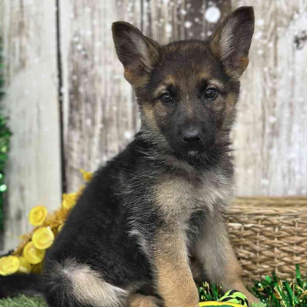 Female German Shepherd Dog Puppy for Sale in Saugus, MA