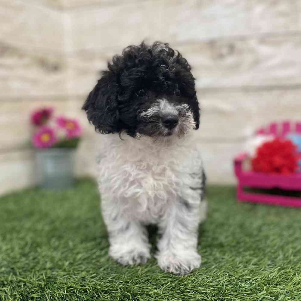 Male Bichon-Poodle Puppy for Sale in Braintree, MA
