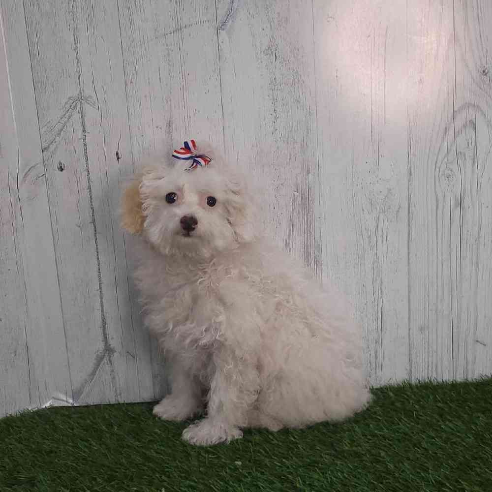 Female Poodle (MINI) Puppy for sale