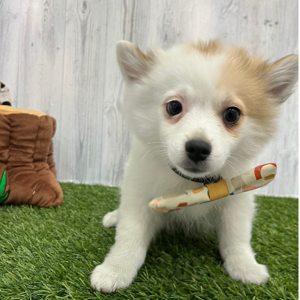 Male Pomimo Puppy for Sale in Braintree, MA
