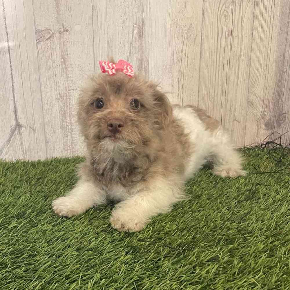 Female Hava-Pom Puppy for sale