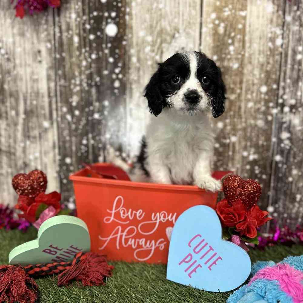 Male Cavachon Puppy for Sale in Saugus, MA