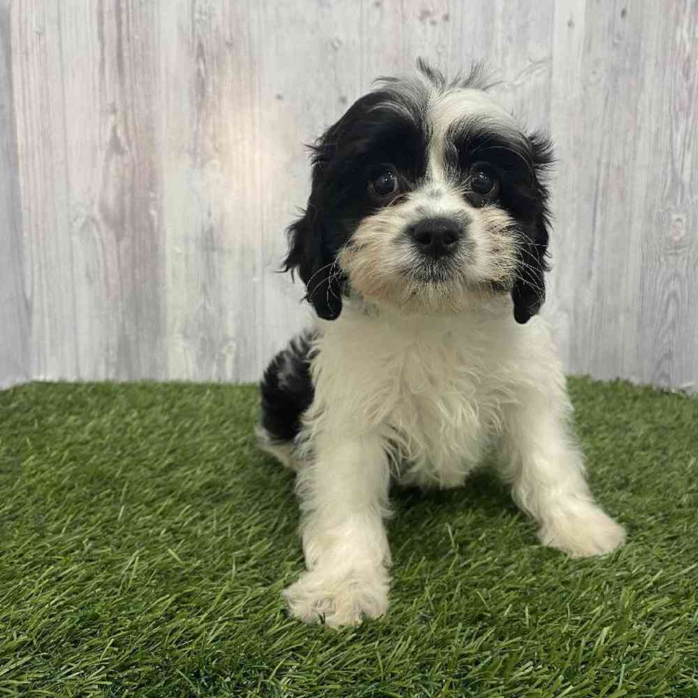 Female Cavapoo Puppy for Sale in Saugus, MA