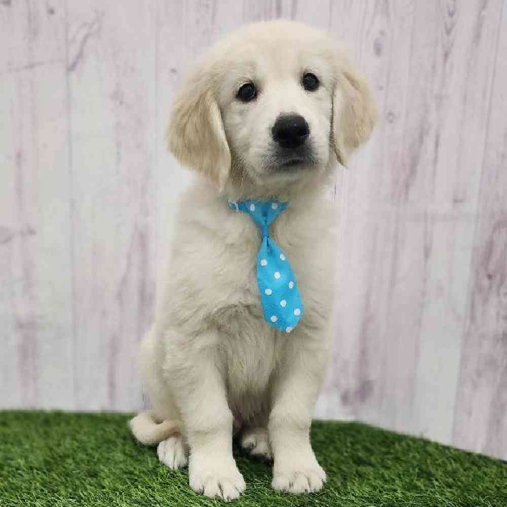 Male Golden Retriever Puppy for Sale in Braintree, MA