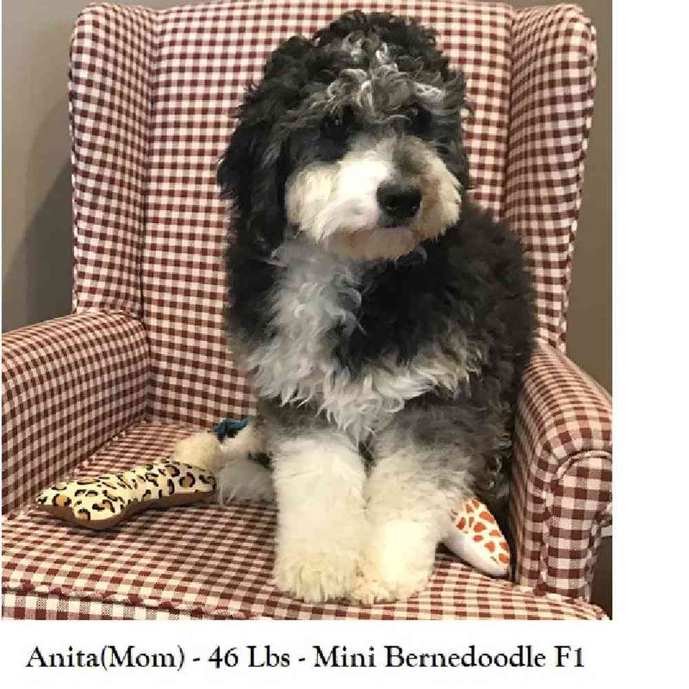 Female Mini Bernedoodle 2nd Gen Puppy for Sale in Saugus, MA