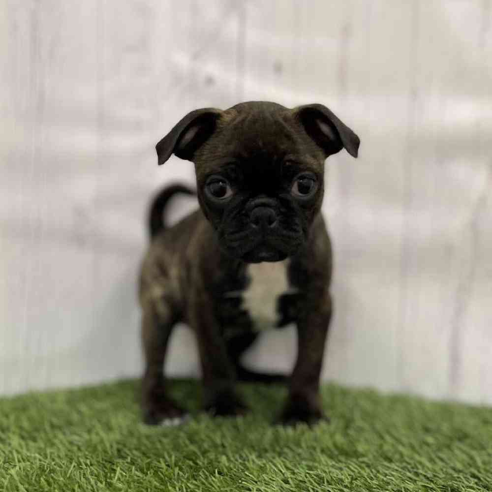 Male Bugg Puppy for Sale in Braintree, MA