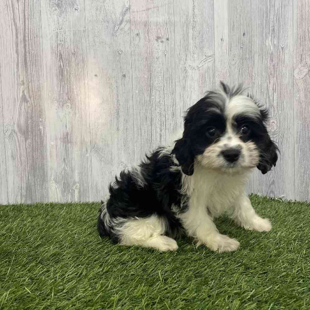 Female Cavapoo Puppy for Sale in Saugus, MA