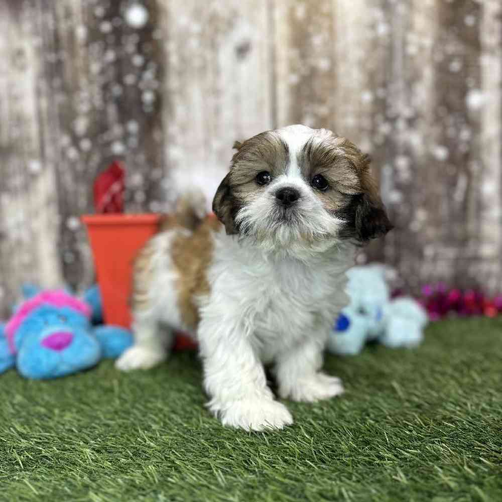 Male Shih Tzu Puppy for Sale in Saugus, MA