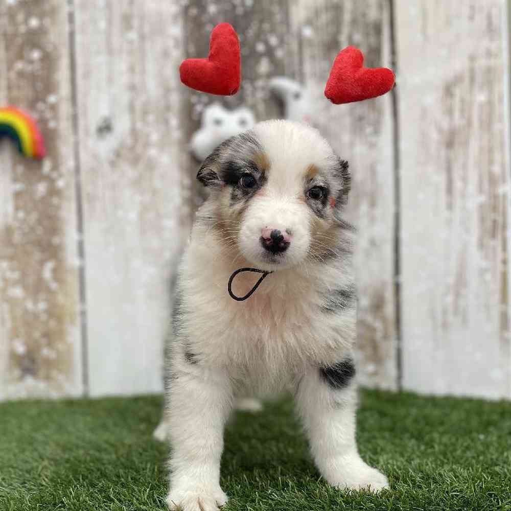 Male Australian Shepherd Puppy for Sale in Braintree, MA