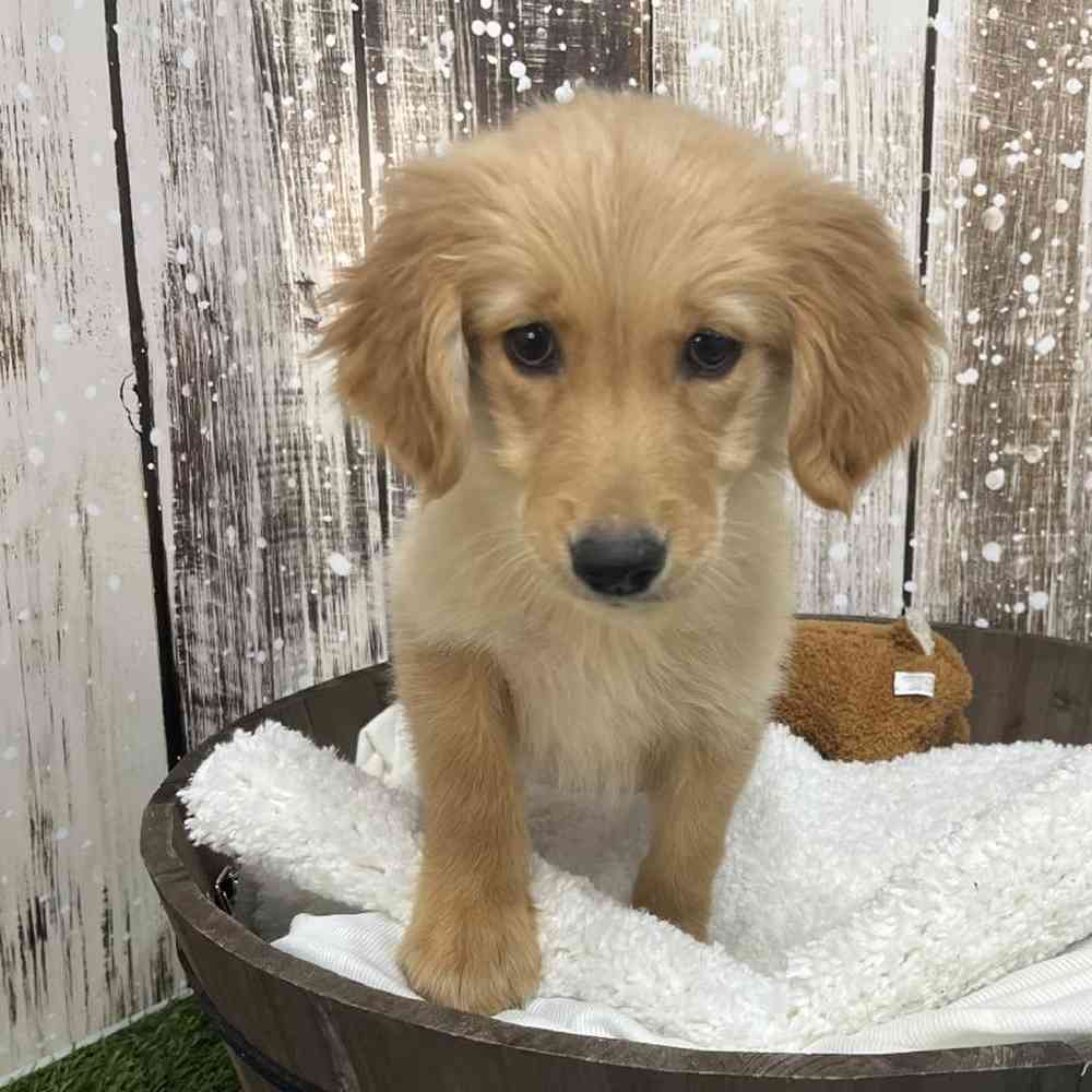 Female Golden Retriever Puppy for Sale in Saugus, MA