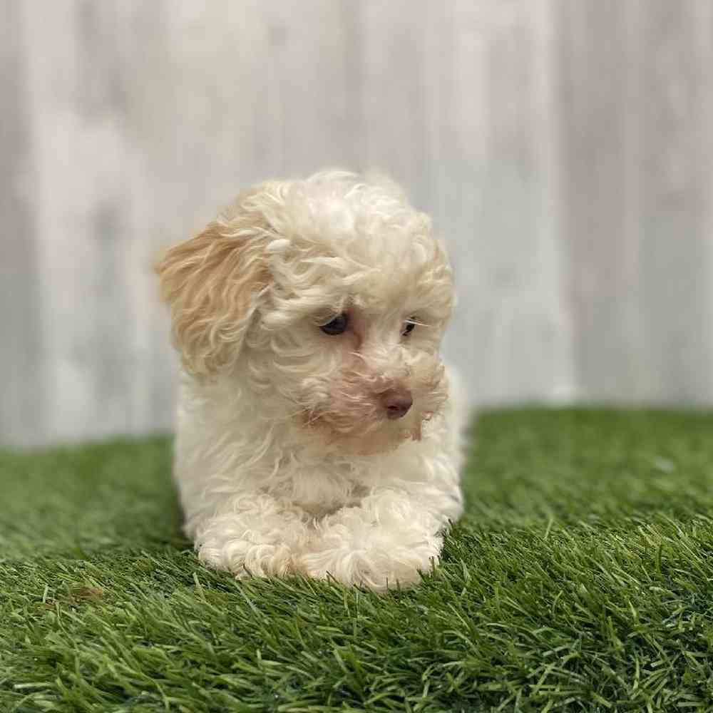 Female Bichapoo-Poodle Puppy for Sale in Braintree, MA