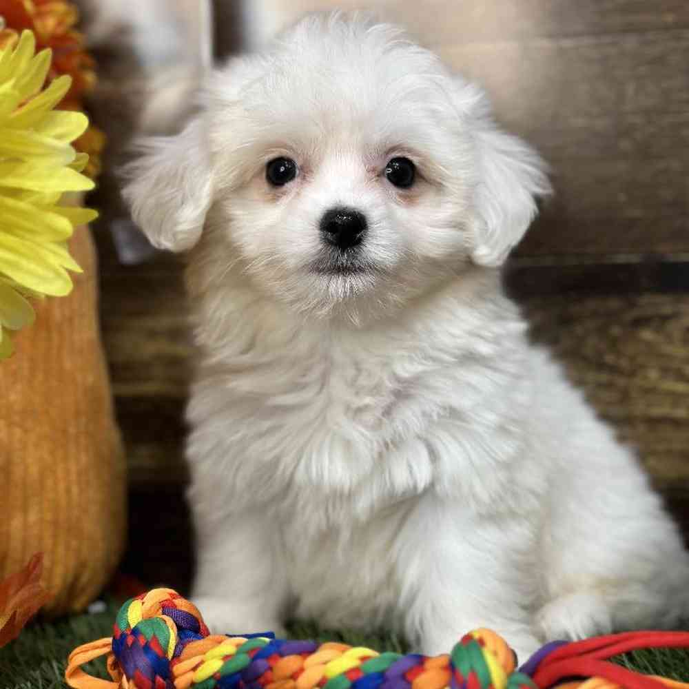 Female Coton De Tulear Puppy for Sale in Saugus, MA