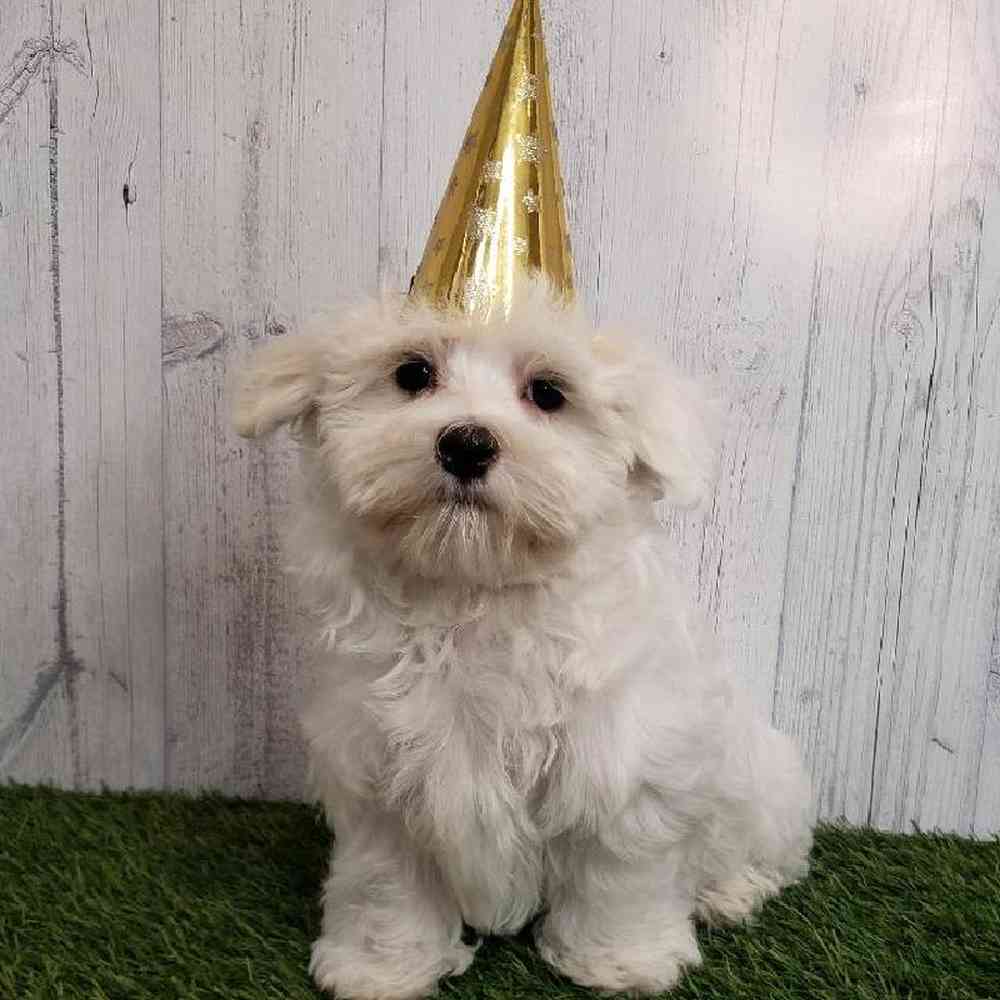 Male Maltese Puppy for sale