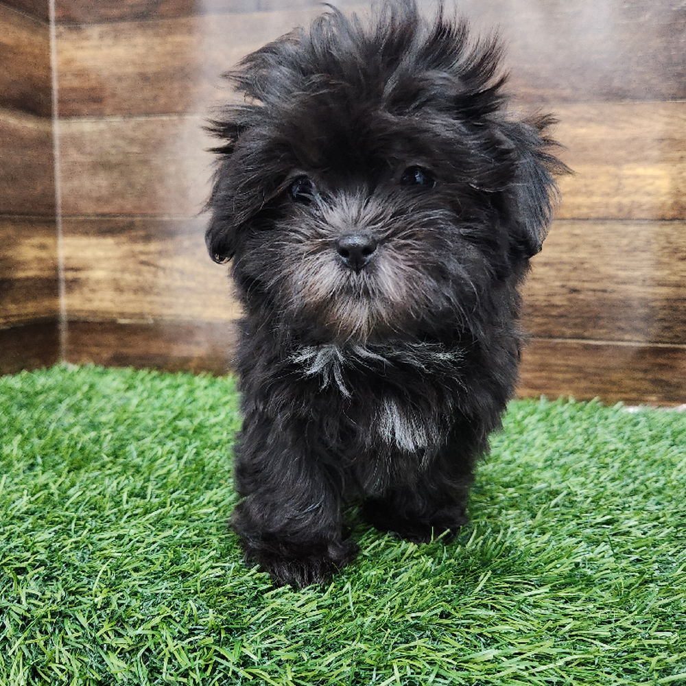 Female Malshi Puppy for Sale in Braintree, MA