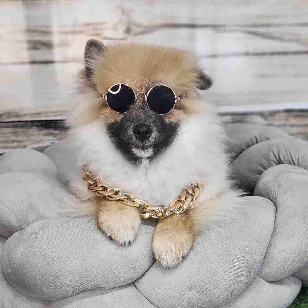 Male Pomeranian Puppy for Sale in Saugus, MA