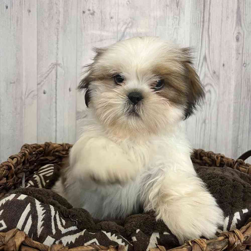 Male Shih Tzu Puppy for Sale in Saugus, MA