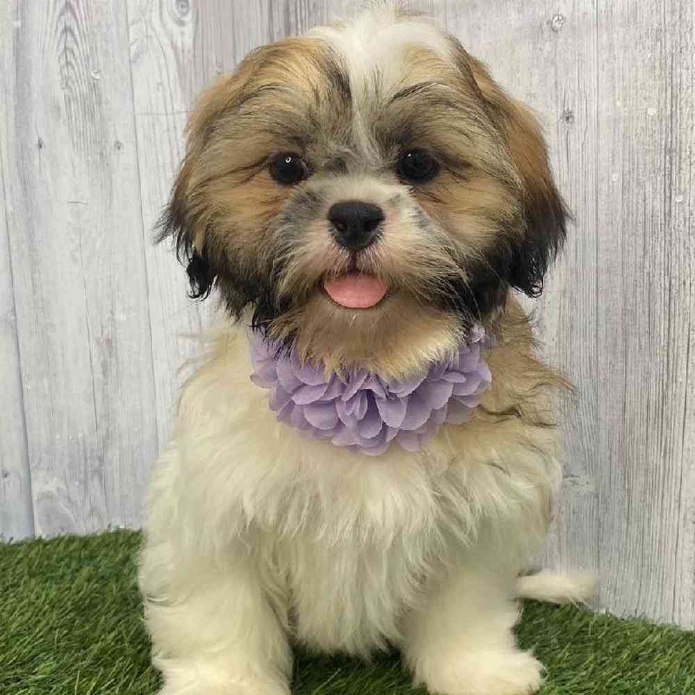 Female Shih Tzu Puppy for Sale in Saugus, MA