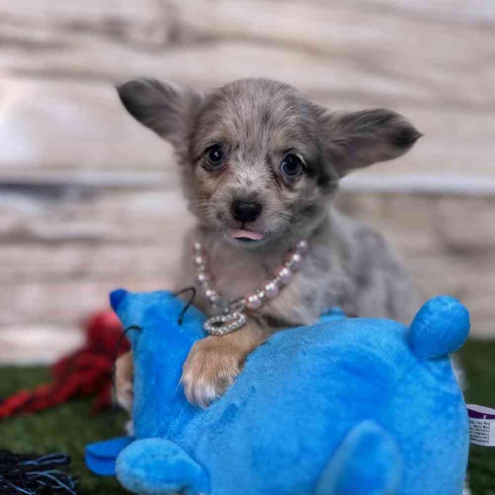 Female Chihuahua Puppy for Sale in Saugus, MA