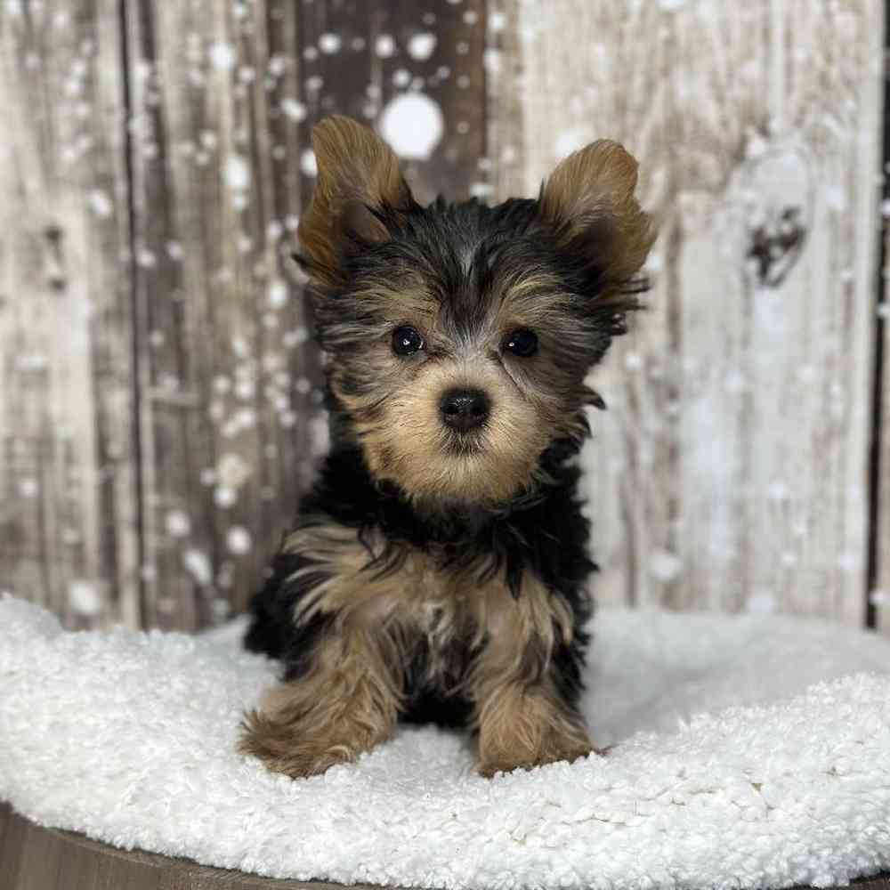 Male Yorkshire Terrier Puppy for Sale in Saugus, MA