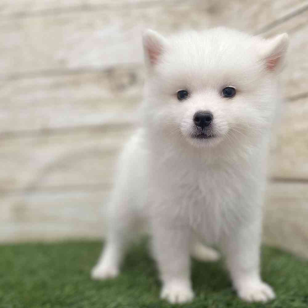 Male American Eskimo Puppy for Sale in Braintree, MA