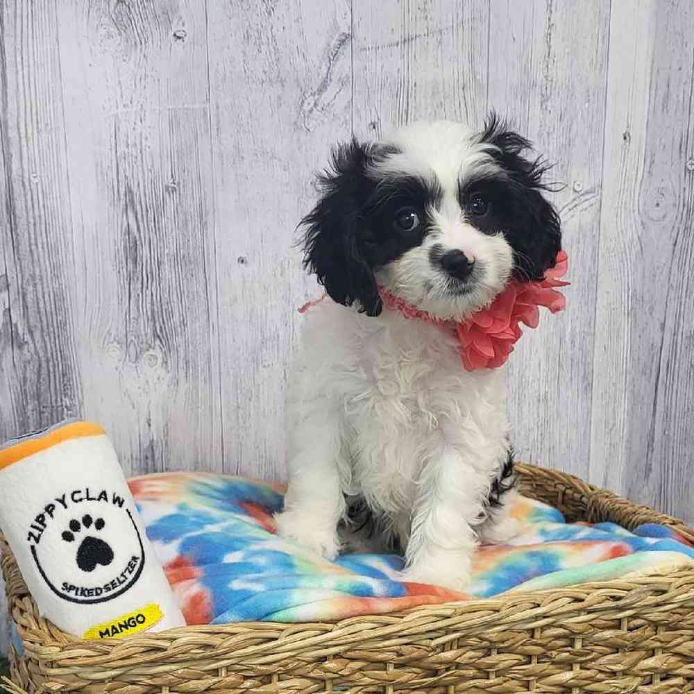 Female Cavapoo Puppy for Sale in Saugus, MA