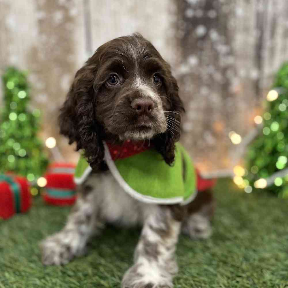 Cocker Spaniel For Sale | Pet Express Braintree