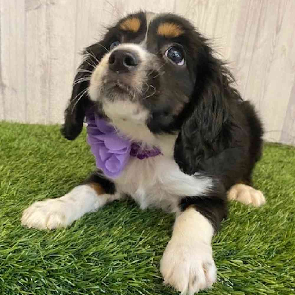 Cotralian Mini Aussie Cocker Spaniel For Sale Pet Express Saugus