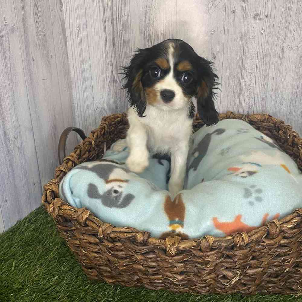 Female Cavalier King Charles Spaniel Puppy for Sale in Saugus, MA