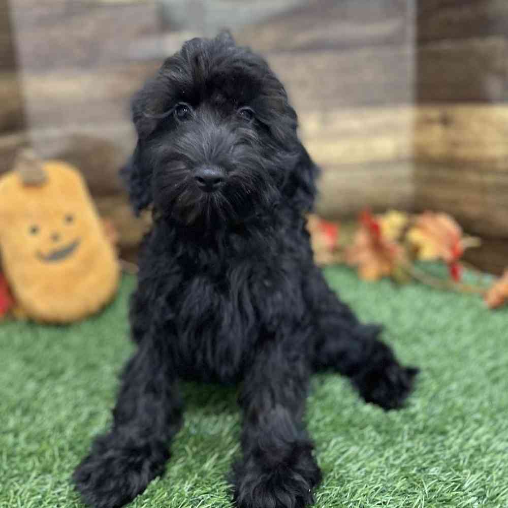 Male Cockapoo 2nd Gen Puppy for Sale in Braintree, MA