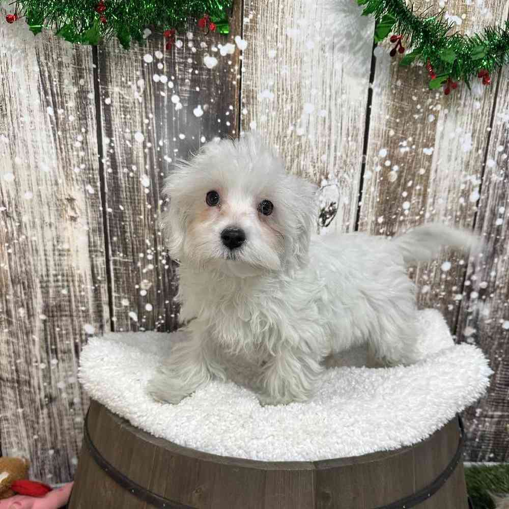Male Maltese Puppy for Sale in Saugus, MA