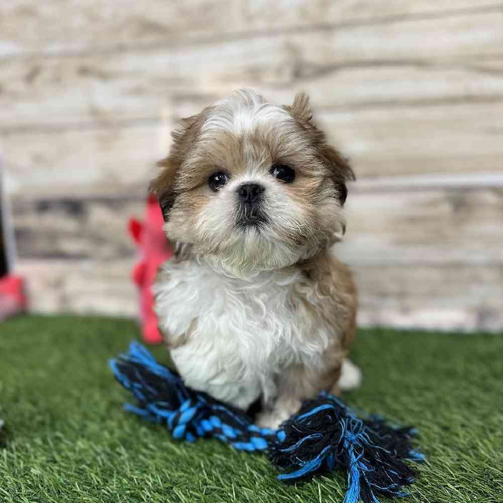 Male Shih Tzu Puppy for Sale in Saugus, MA