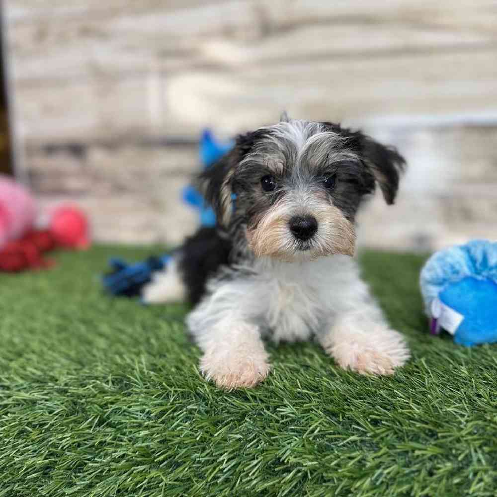 Male Morkie Puppy for Sale in Saugus, MA