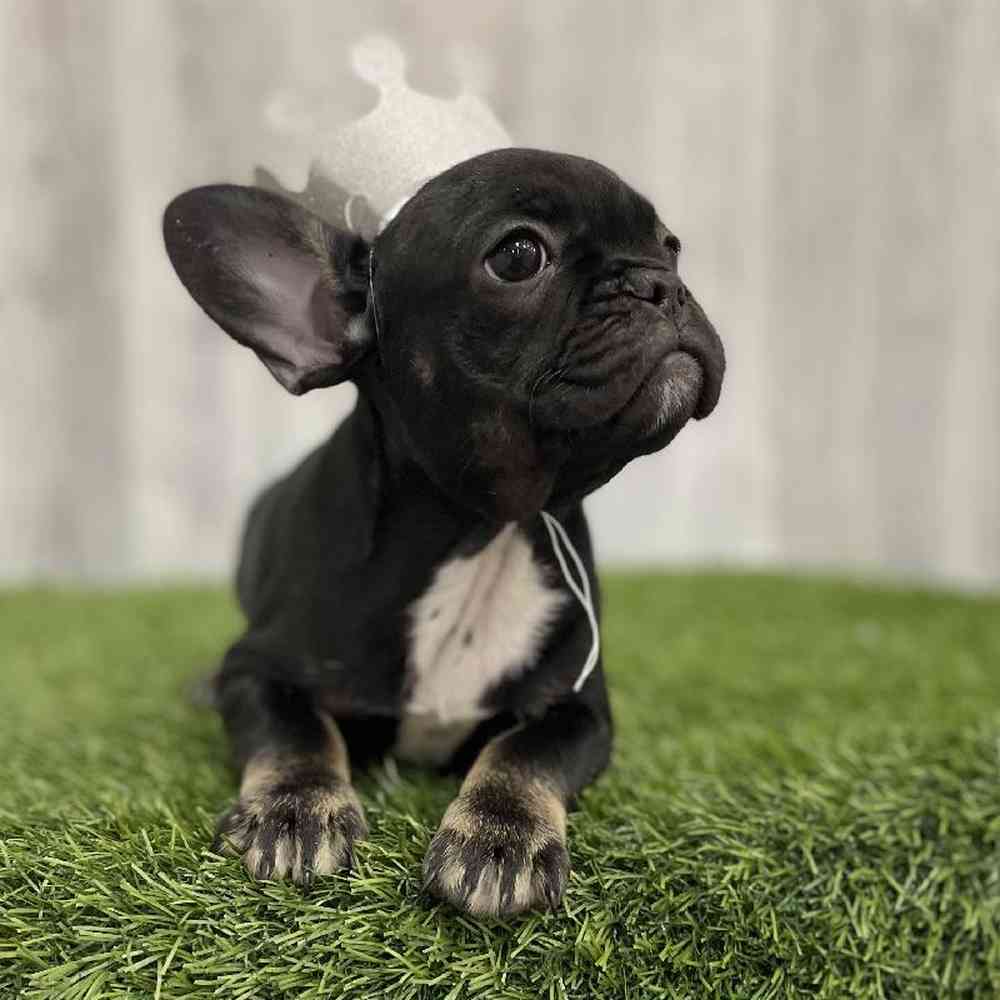 Female French Bulldog Puppy for Sale in Braintree, MA