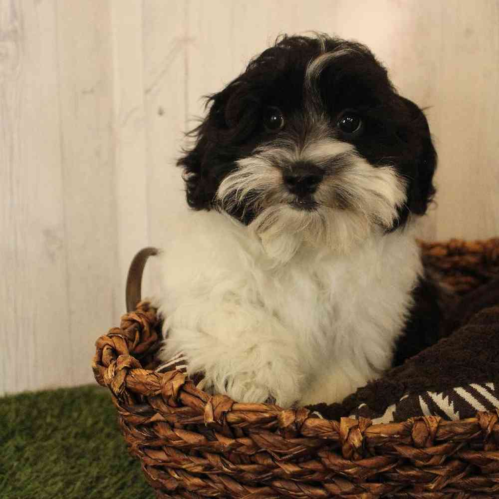 Male Shih-Poo Puppy for Sale in Saugus, MA