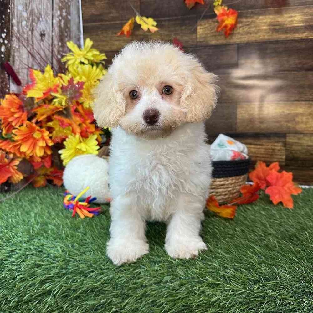 Female Mini NewfyPoo Puppy for Sale in Saugus, MA