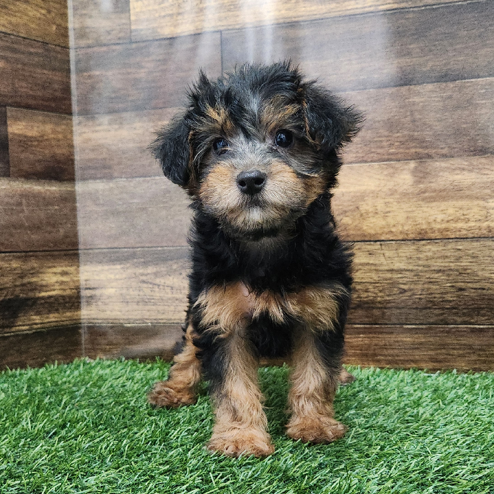 Female Yorkie-Poo Puppy for Sale in Braintree, MA