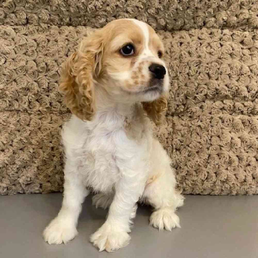 Female Cocker Spaniel Puppy for sale