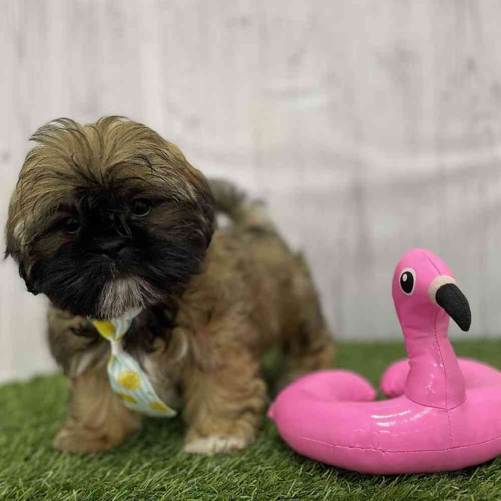 Male Shih Tzu Puppy for Sale in Braintree, MA
