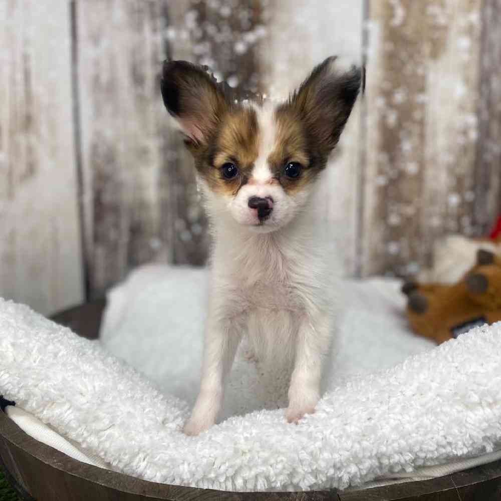 Female Papillon Puppy for Sale in Saugus, MA