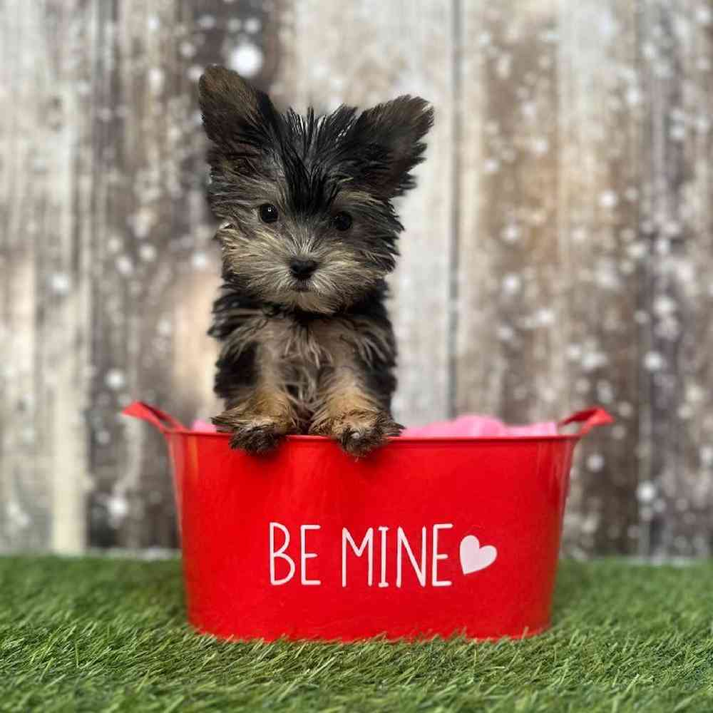 Female Biewer Yorkshire Terrier Puppy for Sale in Saugus, MA