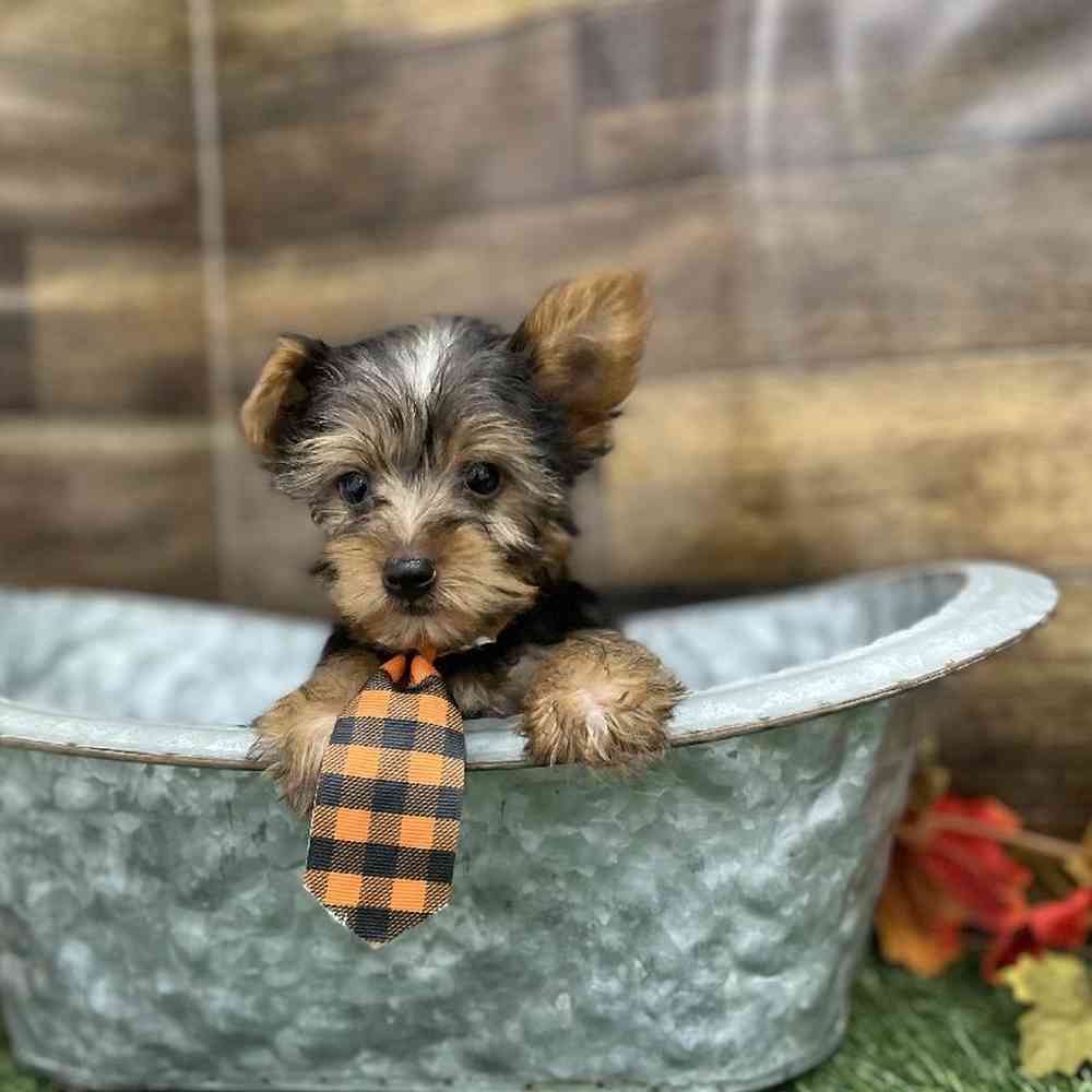 Male Yorkshire Terrier Puppy for Sale in Braintree, MA