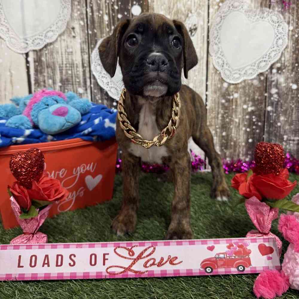 Male Boxer Puppy for Sale in Saugus, MA