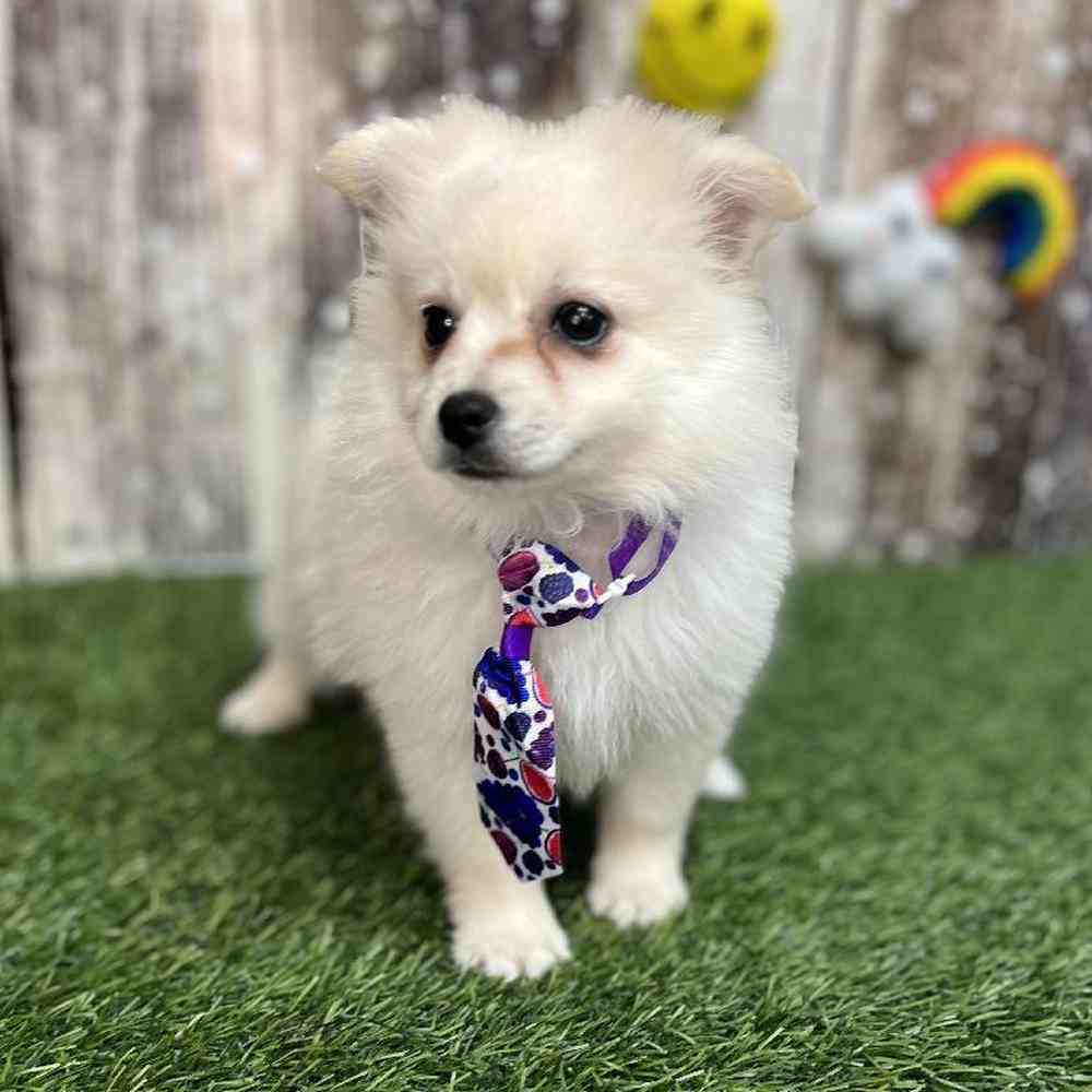 Male Pomimo Puppy for Sale in Saugus, MA