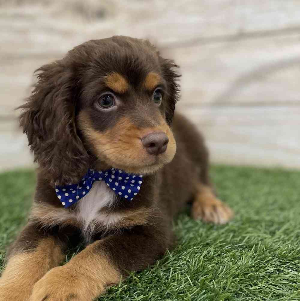 Male Cotralian (Mini Aussie/Cocker Spaniel) Puppy for Sale in Braintree, MA