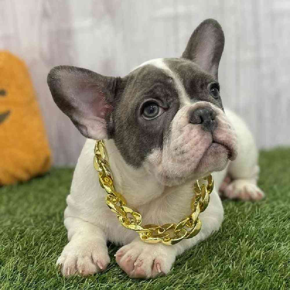 Male French Bulldog Puppy for Sale in Braintree, MA