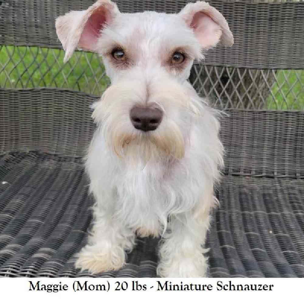 Female Miniature Schnauzer Puppy for Sale in Braintree, MA